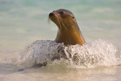 Galapagos Gallery