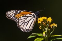 Monarchs of Mexico Gallery