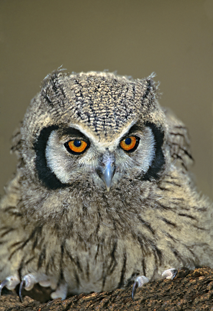 Birds of East Africa | Gustafson Photo Safari