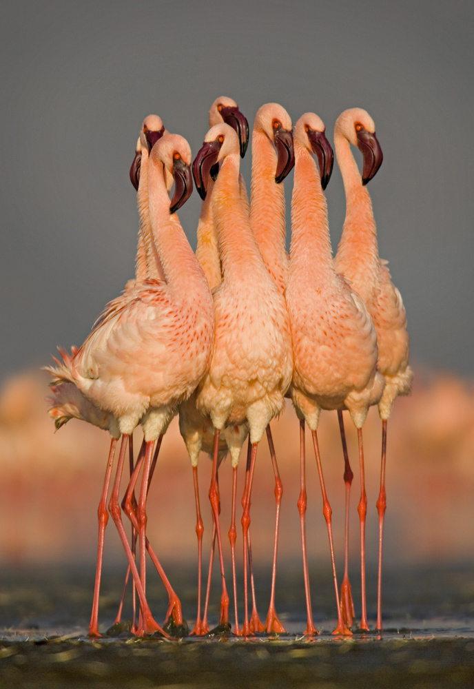 Birds of East Africa